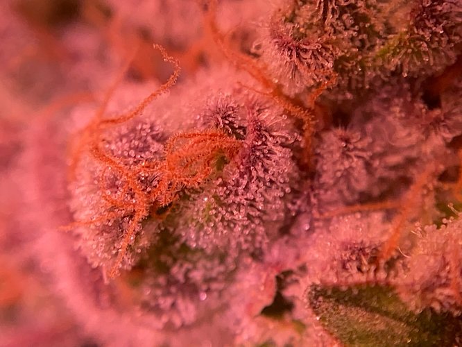 Growreport Bild 8