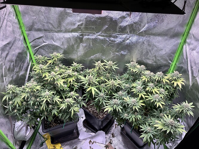 Growreport Bild 17