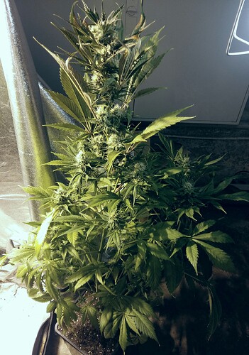 Growreport Bild 1