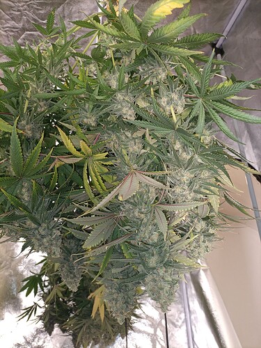 Growreport Bild 4