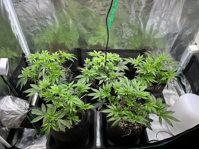 Growreport Bild 20