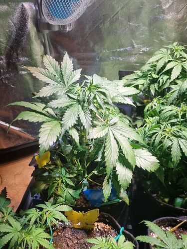 Growreport Bild 4