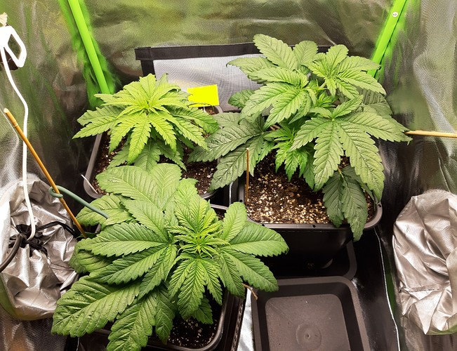 Growreport Bild 7