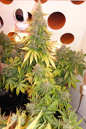 Growreport Bild 10