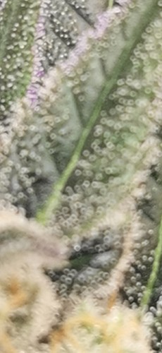 CM210310-200646003