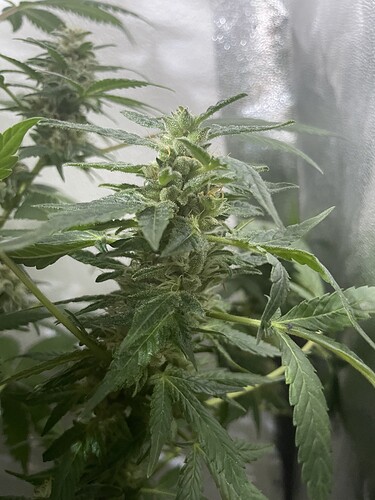 Growreport Bild 3