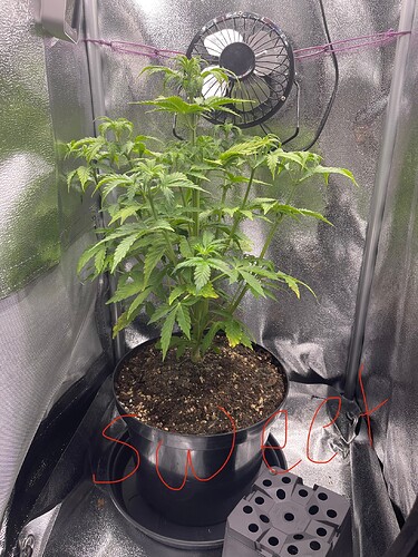 Growreport Bild 27