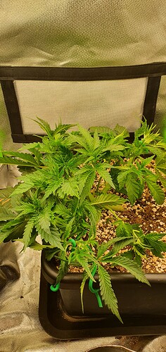 Growreport Bild 6