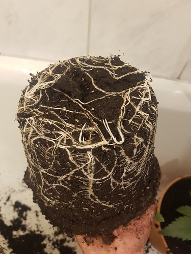 Growreport Bild 3