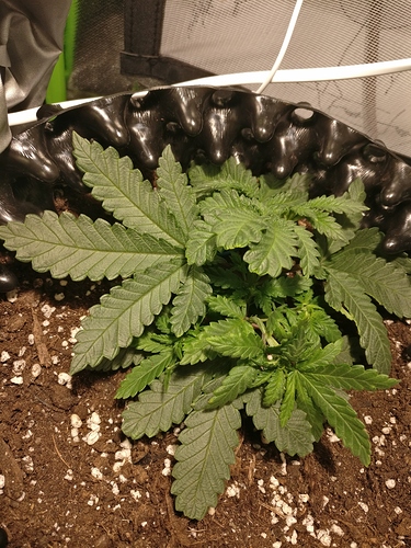 Growreport Bild 5