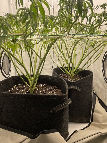 Growreport Bild 3