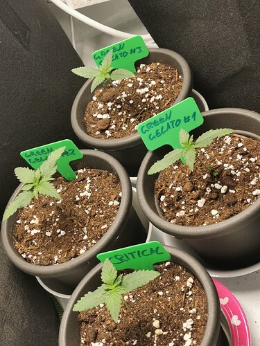 Growreport Bild 9