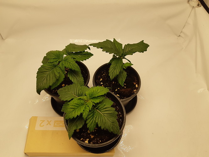 Growreport Bild 4