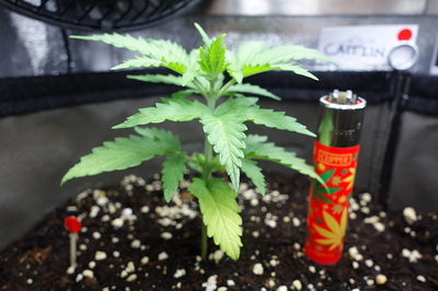 Ein junger Cannabissämling steht in einem Topf neben einem Feuerzeug. Die Pflanze hat mehrere Blätter und ist etwa 10 cm hoch.
