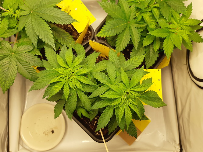 Growreport Bild 9