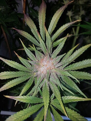 Growreport Bild 1