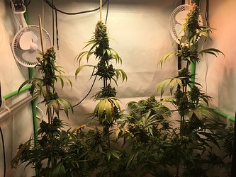 Growreport Bild 7