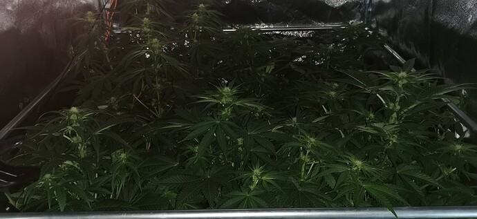 Growreport Bild 10