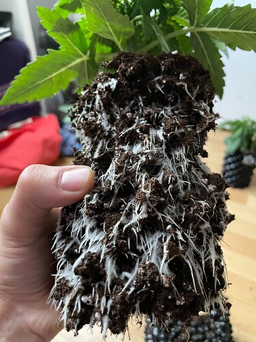 Growreport Bild 16