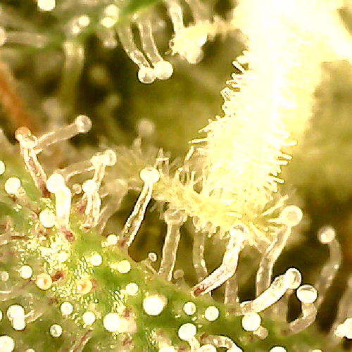 Growreport Bild 15
