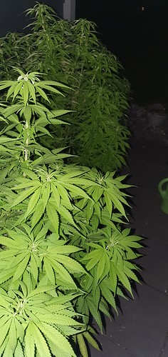 Growreport Bild 17