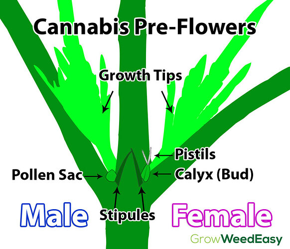 cannabis-preflowers-diagram