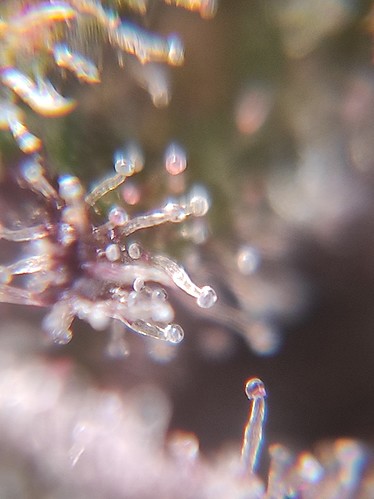 Growreport Bild 10