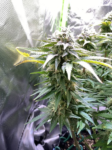 Growreport Bild 1