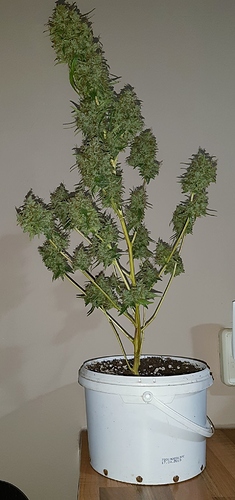 Growreport Bild 6