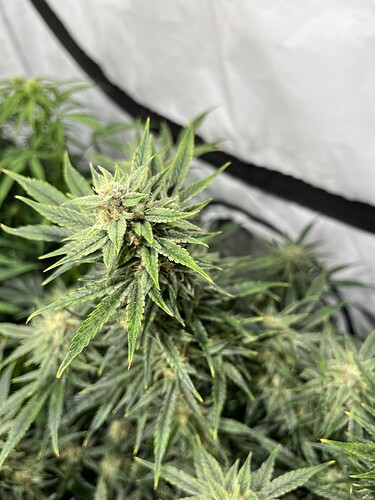 Growreport Bild 21