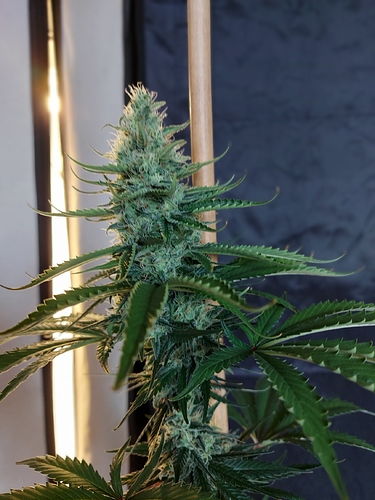 Growreport Bild 7