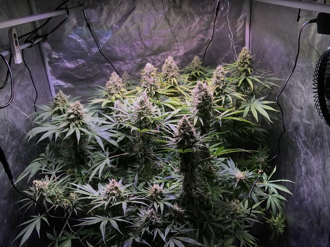 Growreport Bild 1