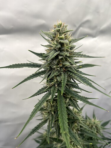 Growreport Bild 7