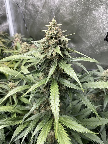 Growreport Bild 2