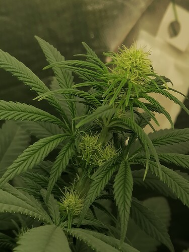 Growreport Bild 12