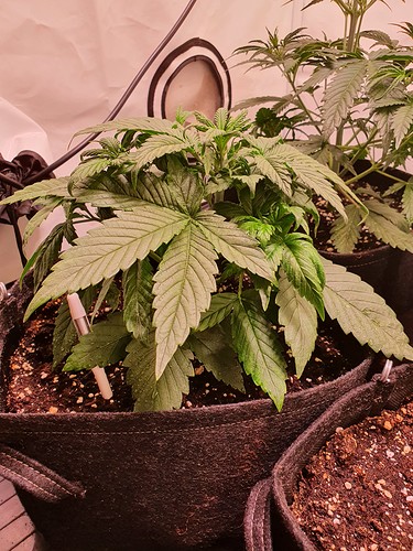 Growreport Bild 6