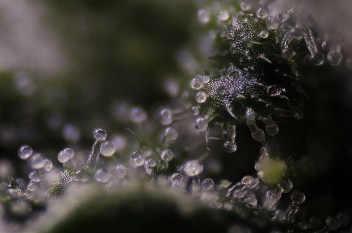 Trichomes BCB BT18