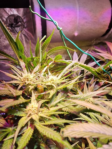 Growreport Bild 9