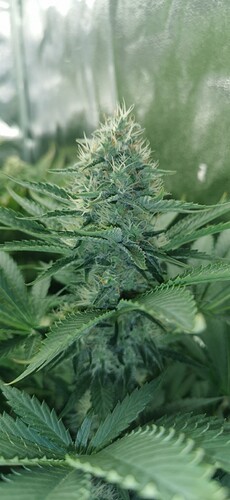 Growreport Bild 13