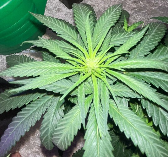Growreport Bild 30