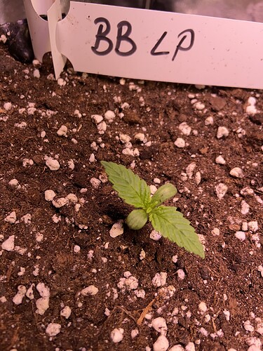 Growreport Bild 5