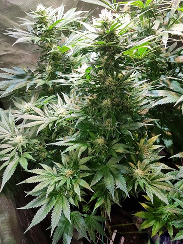 Growreport Bild 30