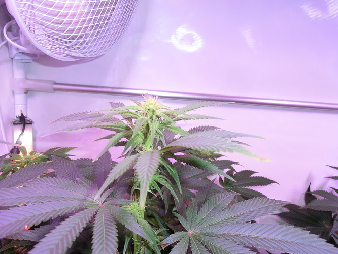 Growreport Bild 5