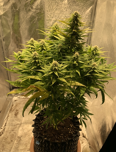Growreport Bild 3
