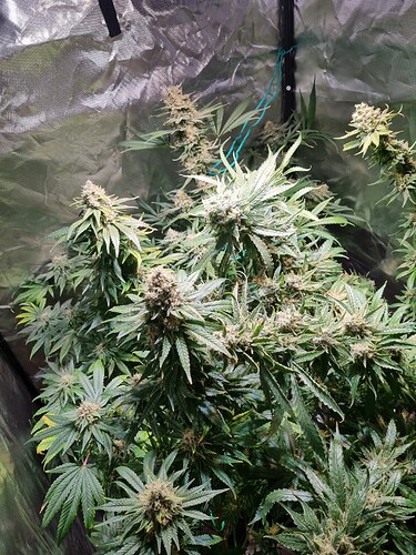 Growreport Bild 30