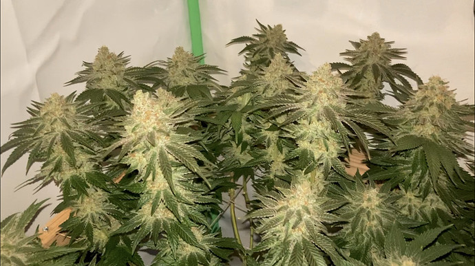 Growreport Bild 39