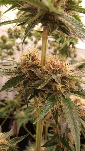 Growreport Bild 6