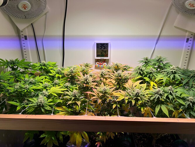 Growreport Bild 3