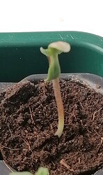 Growreport Bild 59