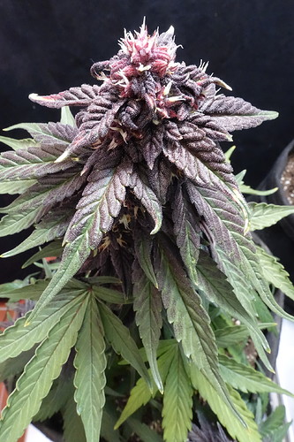Growreport Bild 7